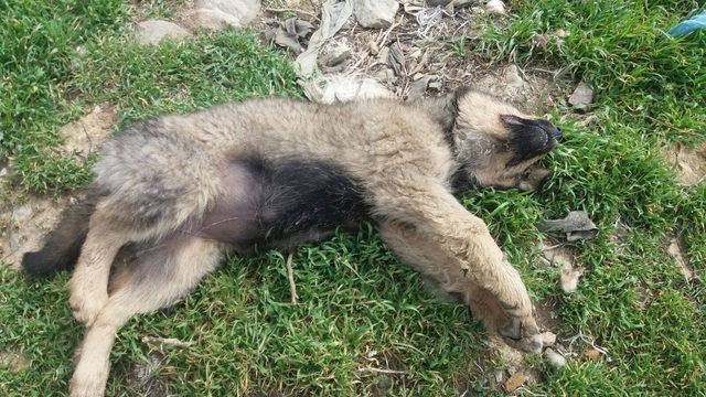 Isparta'da 18 köpek ölüsü bulundu