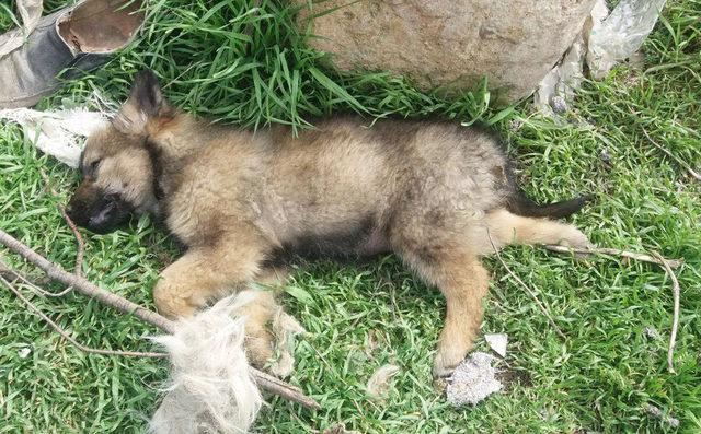 Isparta'da 18 köpek ölüsü bulundu