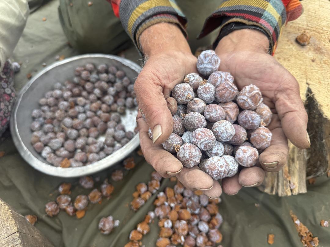 İmece usul&uuml; hallediyorlar  M&uuml;şteri sorunu yok  Kilosu 500 TL 1