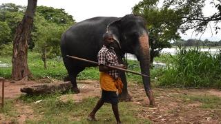 Hindistan'da yolcu treni fillere çarptı: 7 fil telef oldu