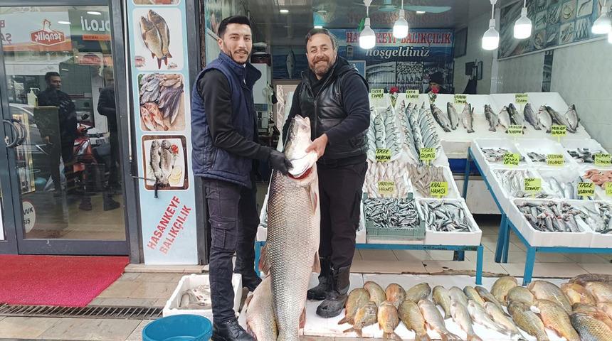 Batman&rsquo;da 2 metre 10 santimlik dev turna balığı ilgi odağı oldu