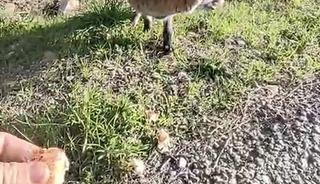 Tarihi Alan'da insanlara alışan tilki b&ouml;lgenin maskotu oldu