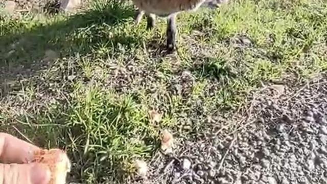 Tarihi Alan'da insanlara alışan tilki bölgenin maskotu oldu