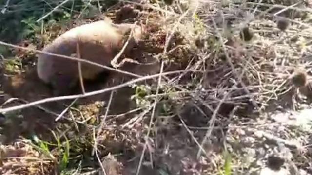 Yer altının gizemli canlısı Manisa’da ortaya çıktı