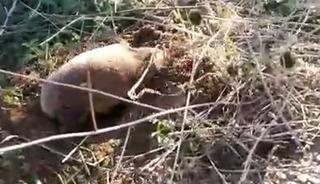 Yer altının gizemli canlısı Manisa&rsquo;da ortaya &ccedil;ıktı