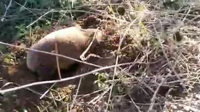 Yer altının gizemli canlısı Manisa’da ortaya çıktı