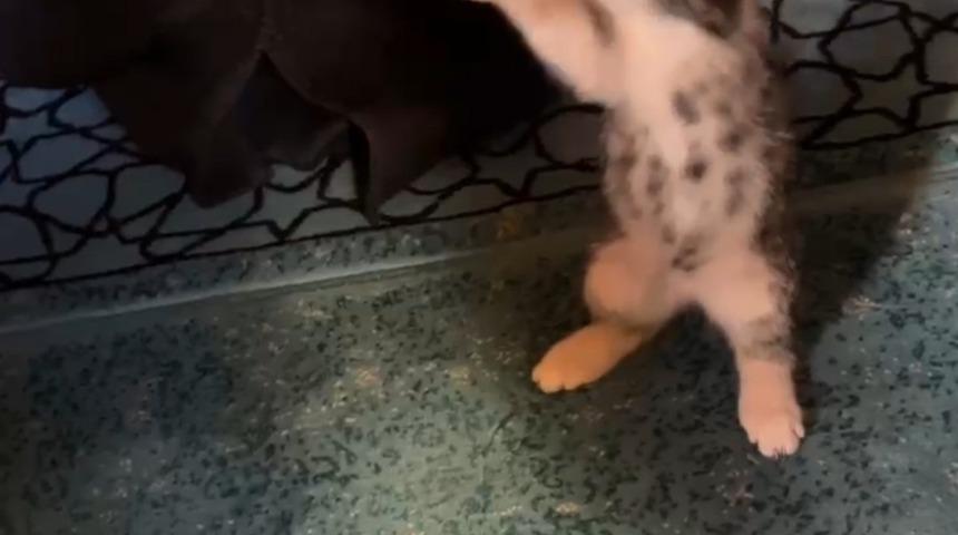 Yavru kedi camide vaaz sırasında cemaatle ve tesbihle oynadı