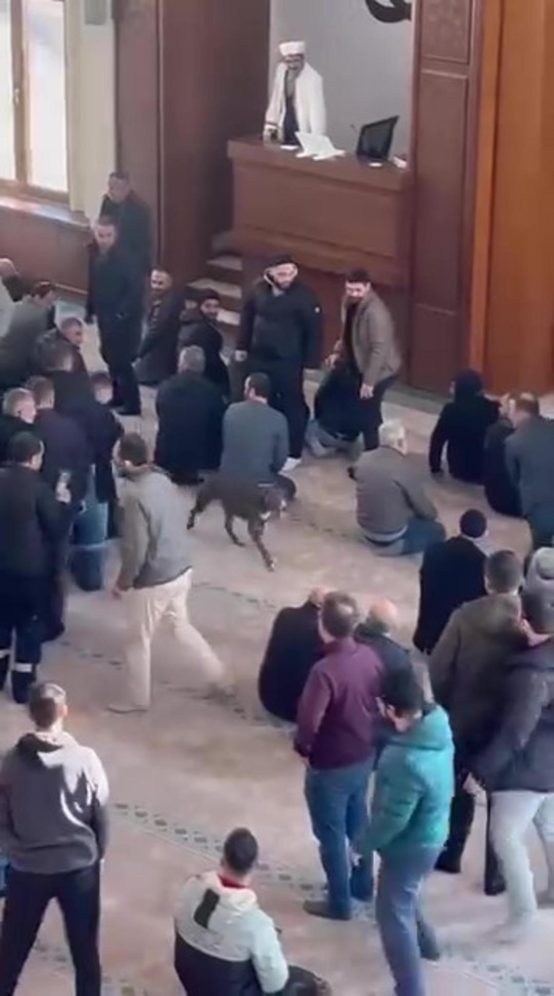 Camiye giren pitbull yakalandı, sahibine işlem yapıldı 3