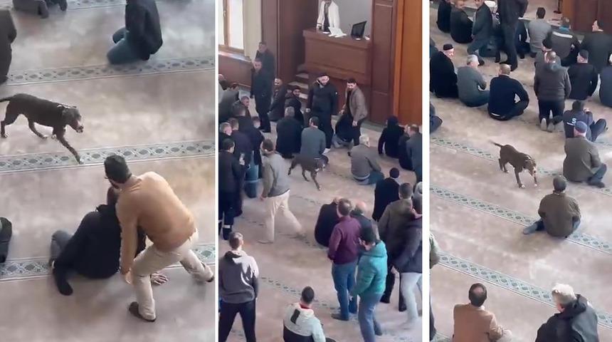 Camiye giren pitbull yakalandı, sahibine işlem yapıldı