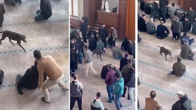 Camiye giren pitbull yakalandı, sahibine işlem yapıldı