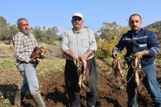 Kuraklık nedeniyle verimin yarı yarıya d&uuml;şt&uuml;ğ&uuml; tatlı patateste son hasat yapıldı 10