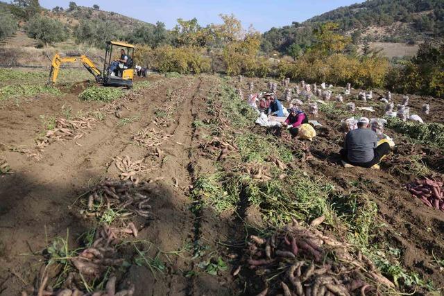 Kuraklık nedeniyle verimin yarı yarıya d&uuml;şt&uuml;ğ&uuml; tatlı patateste son hasat yapıldı 9