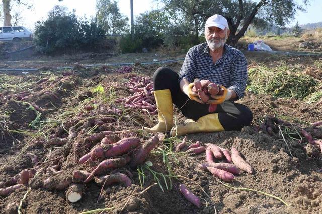 Kuraklık nedeniyle verimin yarı yarıya d&uuml;şt&uuml;ğ&uuml; tatlı patateste son hasat yapıldı 8