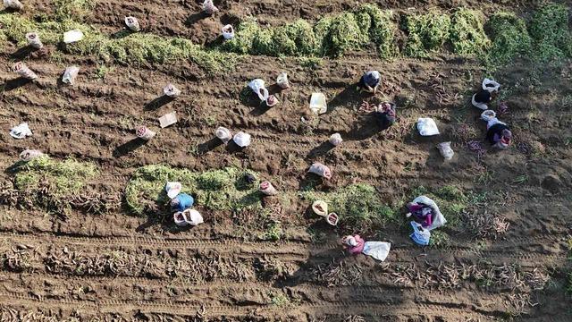 Kuraklık nedeniyle verimin yarı yarıya d&uuml;şt&uuml;ğ&uuml; tatlı patateste son hasat yapıldı 6