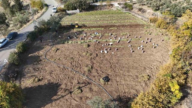 Kuraklık nedeniyle verimin yarı yarıya d&uuml;şt&uuml;ğ&uuml; tatlı patateste son hasat yapıldı 5