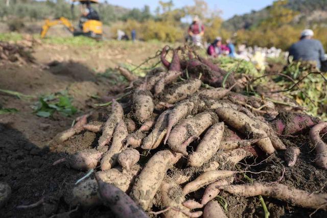 Kuraklık nedeniyle verimin yarı yarıya d&uuml;şt&uuml;ğ&uuml; tatlı patateste son hasat yapıldı 4