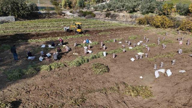 Kuraklık nedeniyle verimin yarı yarıya d&uuml;şt&uuml;ğ&uuml; tatlı patateste son hasat yapıldı 1