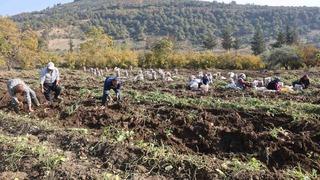 Kuraklık nedeniyle verimin yarı yarıya düştüğü tatlı patateste son hasat yapıldı