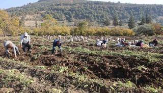 Kuraklık nedeniyle verimin yarı yarıya d&uuml;şt&uuml;ğ&uuml; tatlı patateste son hasat yapıldı