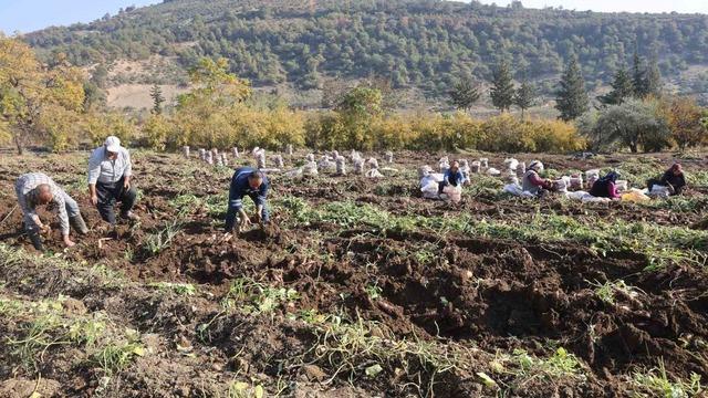 Kuraklık nedeniyle verimin yarı yarıya düştüğü tatlı patateste son hasat yapıldı