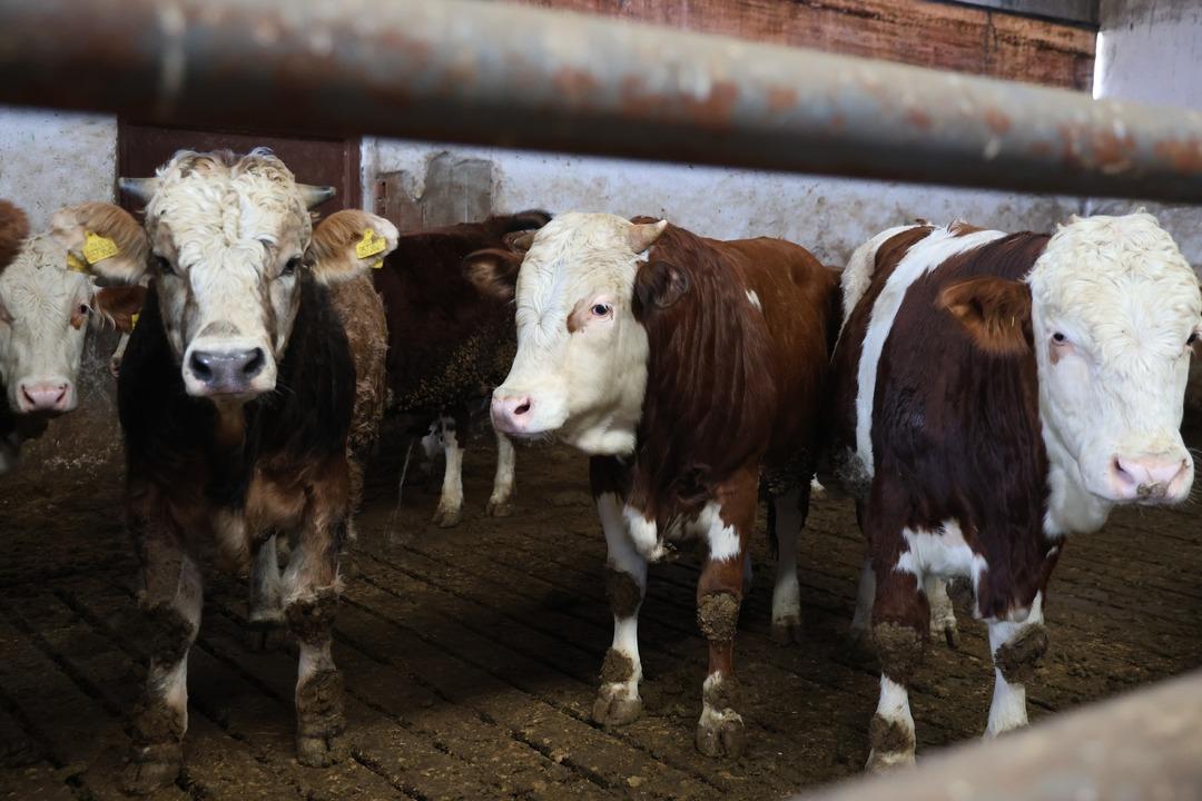  B&ouml;yle bir yeri hayal bile edemezdik  4500 m2 lik alanda kurdu 2