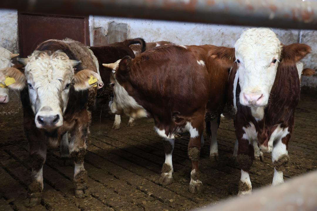  B&ouml;yle bir yeri hayal bile edemezdik  4500 m2 lik alanda kurdu 3