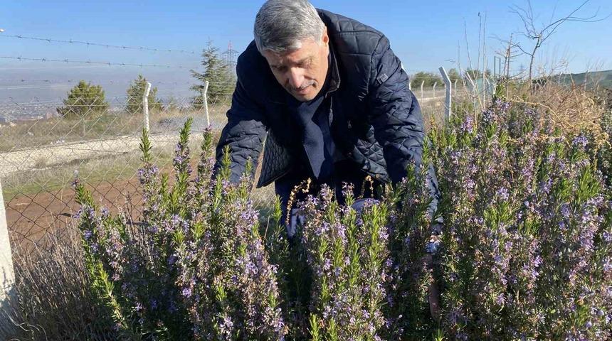 Yapılan 10 yıllık &ccedil;alışma sonucunda artık Eskişehir&rsquo;de biberiye &uuml;retilebiliyor