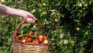 Bu k&uuml;&ccedil;&uuml;k meyveyi yiyenin stresi azalıyor! 