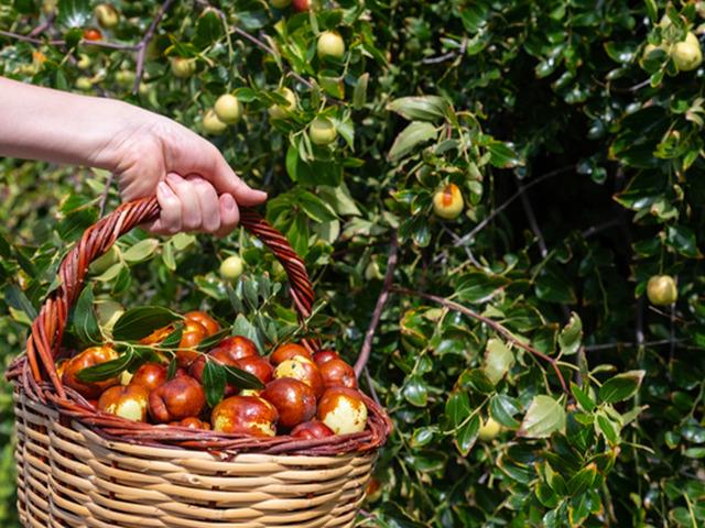 Bu k&uuml;&ccedil;&uuml;k meyveyi yiyenin stresi azalıyor! 
