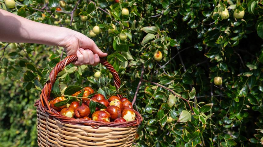 Bu k&uuml;&ccedil;&uuml;k meyveyi yiyenin stresi azalıyor! 