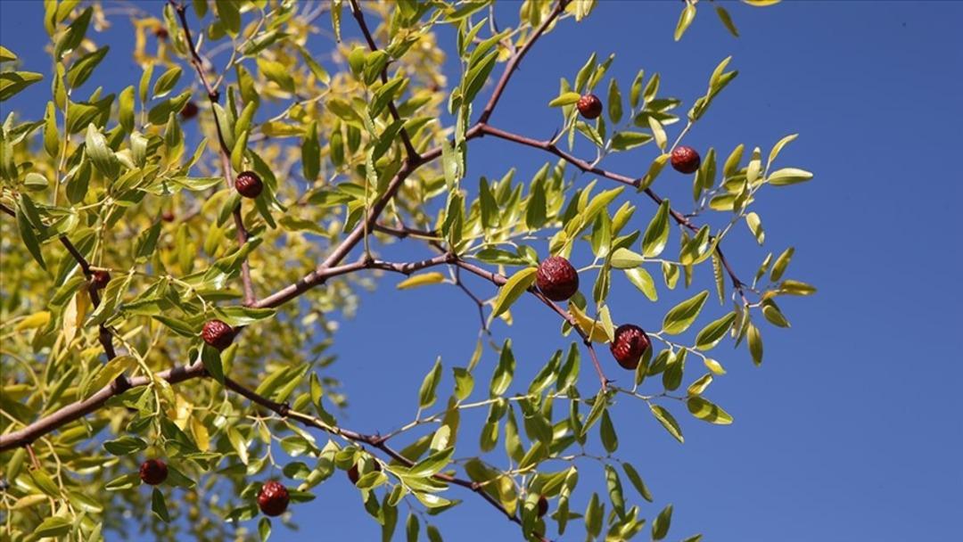Bu k&uuml;&ccedil;&uuml;k meyveyi yiyenin stresi azalıyor!  2