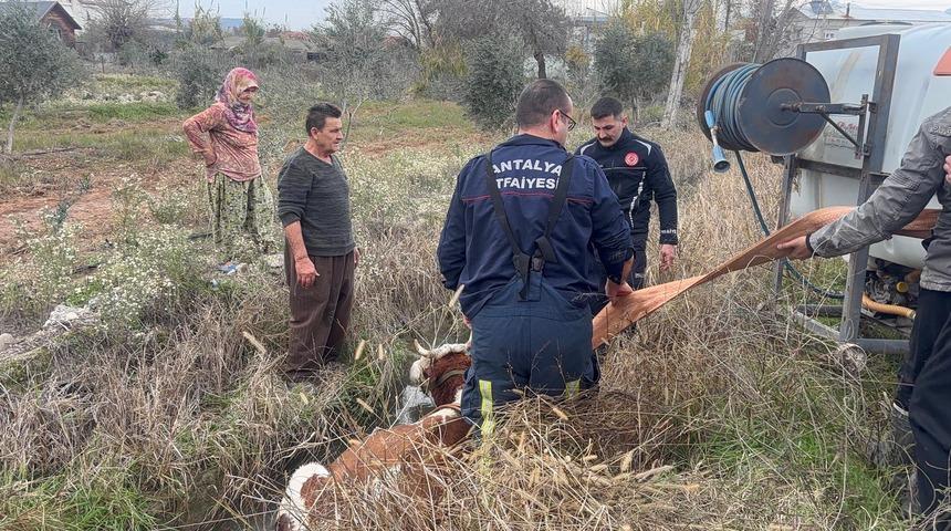 Antalya'da su kanalına d&uuml;şen ineği itfaiye kurtardı
