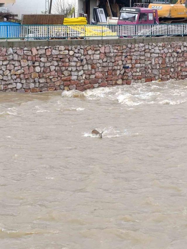 &Ccedil;aya d&uuml;şen karaca kurtarıldı 1