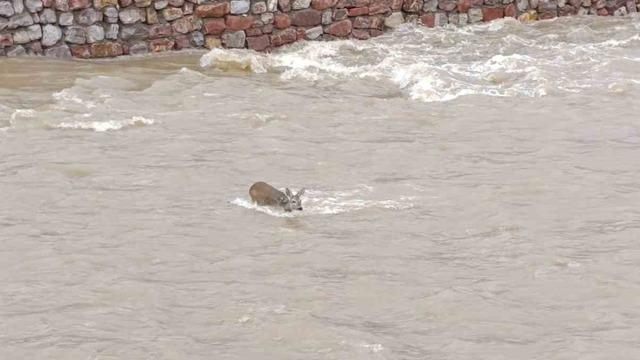 Çaya düşen karaca kurtarıldı