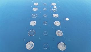 Bu yıl başında ilk kez yapılmaya başlandı! Yurt dışına g&ouml;nderilecek