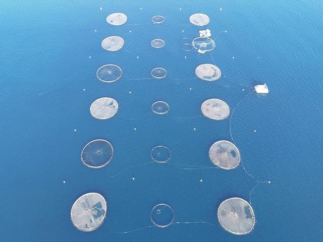 Bu yıl başında ilk kez yapılmaya başlandı! Yurt dışına g&ouml;nderilecek