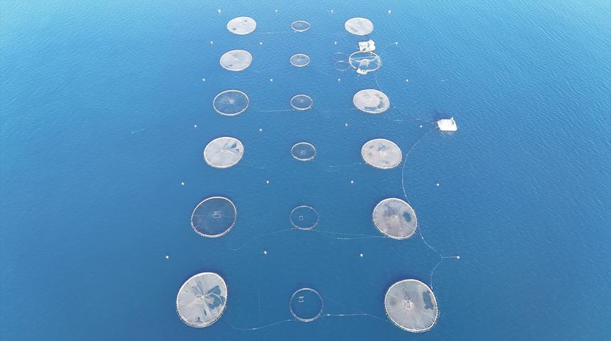 Bu yıl başında ilk kez yapılmaya başlandı! Yurt dışına g&ouml;nderilecek