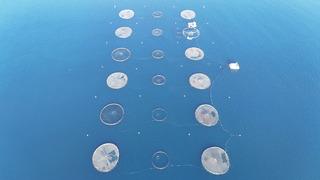 Bu yıl başında ilk kez yapılmaya başlandı! Yurt dışına gönderilecek