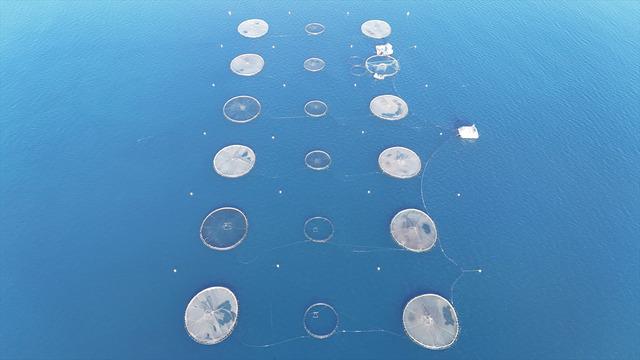 Bu yıl başında ilk kez yapılmaya başlandı! Yurt dışına gönderilecek