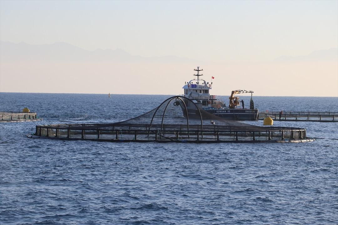 Bu yıl başında ilk kez yapılmaya başlandı! Yurt dışına g&ouml;nderilecek 3