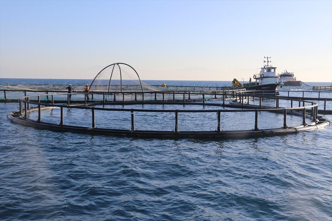 Bu yıl başında ilk kez yapılmaya başlandı! Yurt dışına g&ouml;nderilecek 5