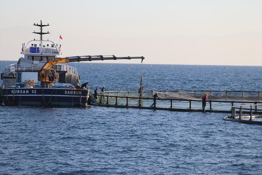 Bu yıl başında ilk kez yapılmaya başlandı! Yurt dışına g&ouml;nderilecek 6