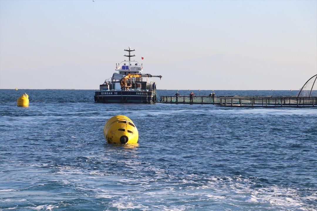 Bu yıl başında ilk kez yapılmaya başlandı! Yurt dışına g&ouml;nderilecek 7