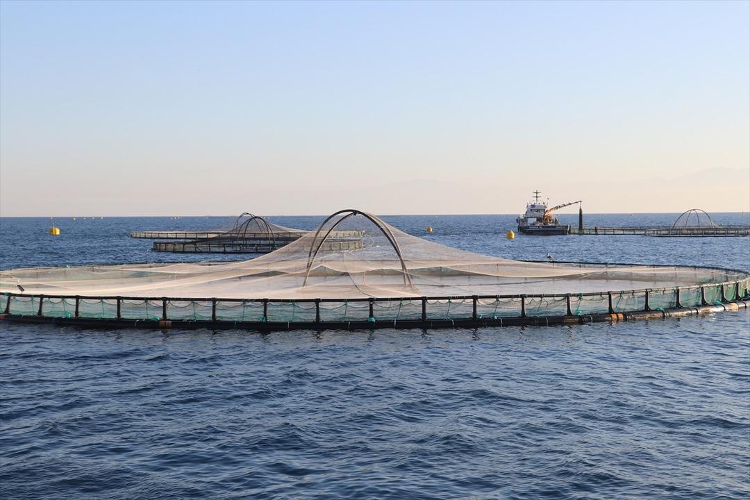 Bu yıl başında ilk kez yapılmaya başlandı! Yurt dışına g&ouml;nderilecek 8
