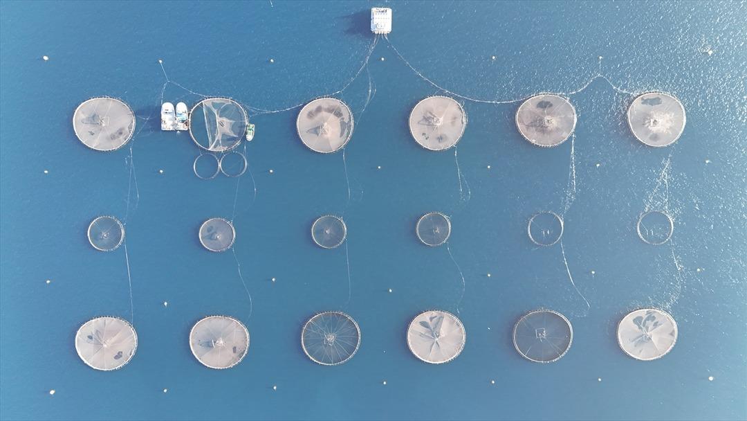 Bu yıl başında ilk kez yapılmaya başlandı! Yurt dışına g&ouml;nderilecek 12