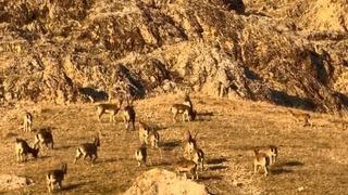 Palu’daki tarihi kalede dağ keçileri görüldü