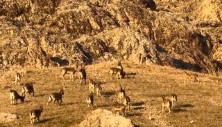 Palu&rsquo;daki tarihi kalede dağ ke&ccedil;ileri g&ouml;r&uuml;ld&uuml;