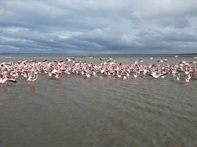 Enez Gala G&ouml;l&uuml; flamingolara ev sahipliği yapıyor 4
