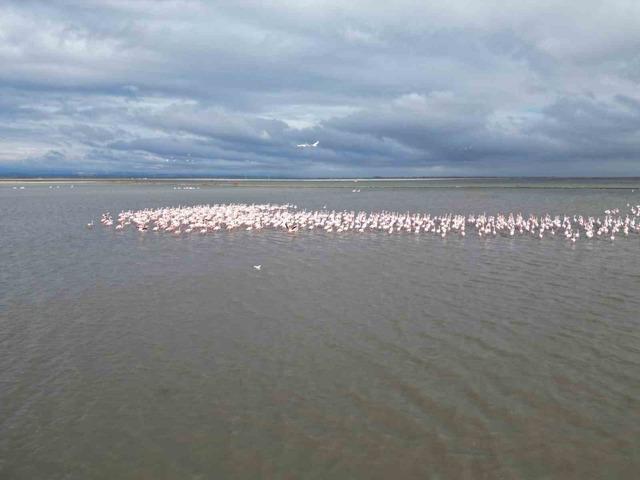 Enez Gala G&ouml;l&uuml; flamingolara ev sahipliği yapıyor 3