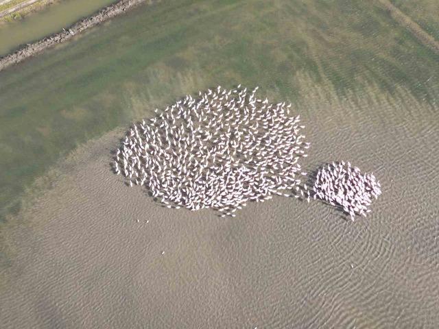 Enez Gala G&ouml;l&uuml; flamingolara ev sahipliği yapıyor 2